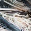 Oneline Clingfish (Discotrema monogrammum)