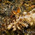 Algae Octopus (Abdopus aculeatus), photo taken in Indonesia, Bali, Tulamben, Bulakan Slope