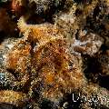 Algae Octopus (Abdopus Aculeatus)