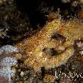 Algae Octopus (Abdopus aculeatus)