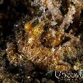 Algae Octopus (Abdopus aculeatus), photo taken in Indonesia, Bali, Tulamben, Bulakan Slope