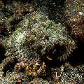 Humpback Scorpionfish (Scorpaenopsis macrochir)