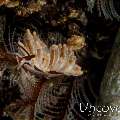 Nudibranch, photo taken in Indonesia, Bali, Tulamben, Bulakan Slope