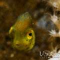 Puffer Filefish (Brachaluteres taylori)