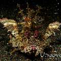 Spiny Devilfish (Inimicus didactylus), photo taken in Indonesia, Bali, Tulamben, Bulakan Slope