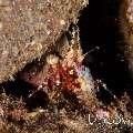 Marbled Shrimp (Saron cf.  marmoratus)