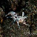 Harlequin shrimp (Hymenocera picta), photo taken in Indonesia, Bali, Tulamben, Batu Niti Slope