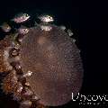 Jellyfish, photo taken in Indonesia, Bali, Tulamben, Tukad Linggah