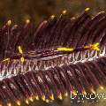 Ambon crinoid shrimp (Laomenes amboinensis)