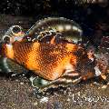 Twinspot Lionfish (Dendrochirus biocellatus), photo taken in Indonesia, Bali, Tulamben, Tukad Linggah