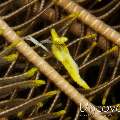 Ambon crinoid shrimp (Laomenes amboinensis), photo taken in Indonesia, Bali, Tulamben, Tukad Linggah