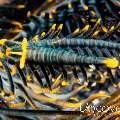 Ambon crinoid shrimp (Laomenes amboinensis), photo taken in Indonesia, Bali, Tulamben, Tukad Linggah