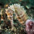 Thorny Seahorse (Hippocampus histrix), photo taken in Indonesia, Bali, Tulamben, Sidem