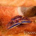 Orange sponge porcelain crab (Aliaporcellana sp.)