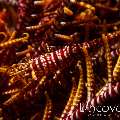 Ambon crinoid shrimp (Laomenes amboinensis), photo taken in Indonesia, Bali, Tulamben, Batu Niti Slope