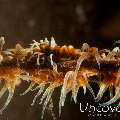 Whip Coral Goby (Bryaninops Yongei)