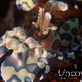 Harlequin shrimp (Hymenocera picta), photo taken in Indonesia, Bali, Tulamben, Pantai Lahar