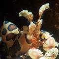 Harlequin shrimp (Hymenocera picta)