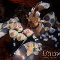 Harlequin shrimp (Hymenocera picta), photo taken in Indonesia, Bali, Tulamben, Pantai Lahar