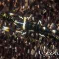 Ambon crinoid shrimp (Laomenes amboinensis)