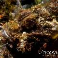 Tassled Scorpionfish (Scorpaenopsis oxycephala), photo taken in Indonesia, Bali, Tulamben, Batu Niti Slope