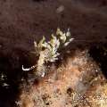 Nudibranch (Cratena Simba)