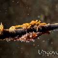 Anker's Whip Coral Shrimp (Pontonides ankeri), Cowrie