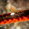 Yonge's Gorgonian Shrimp (Miopontonia yongei)
