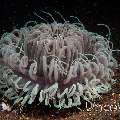 Tube Anemone (Ceriantharia)