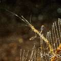 Skeleton Shrimp (Caprellidae), photo taken in Indonesia, Bali, Tulamben, Batu Belah Slope