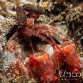 Giant Mantisshrimp