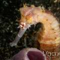 Thorny Seahorse (Hippocampus histrix), photo taken in Indonesia, Bali, Tulamben, Sidem