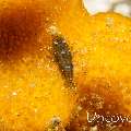 Cryptic Sponge Shrimp (Gelastocaris paronae)