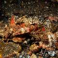 Spiny Devilfish (Inimicus didactylus), photo taken in Indonesia, Bali, Tulamben, Sidem