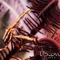 Crinoid Squatlobster (Allogalathea elegans), photo taken in Indonesia, Bali, Tulamben, Seraya Secrets