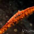 Ocellated tozeuma shrimp (Tozeuma lanceolatum), photo taken in Indonesia, Bali, Tulamben, Wreck Slope