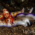 Emperor Shrimp (Periclimenes imperator), Nudibranch, photo taken in Indonesia, Bali, Tulamben, Wreck Slope