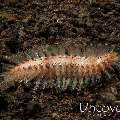 Golden Fire worm (Chloeia flava)