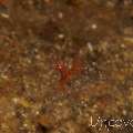 Hairy shrimp (Phycocaris simulans), photo taken in Indonesia, Bali, Tulamben, Wreck Slope