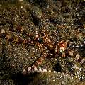 Wonderpus Octopus (Wunderpus photogenicus), photo taken in Indonesia, Bali, Tulamben, Wreck Slope