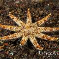 Starfish, photo taken in Indonesia, Bali, Tulamben, Seraya Secrets