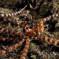 Wonderpus Octopus (Wunderpus photogenicus), photo taken in Indonesia, Bali, Tulamben, Wreck Slope