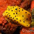 Juvenile, Yellow Boxfish (Ostracion cubicus)