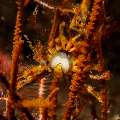 Conical spider crab (Xenocarcinus conicus), photo taken in Indonesia, Bali, Tulamben, Batu Niti Slope