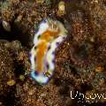 Nudibranch, photo taken in Indonesia, Bali, Tulamben, Batu Niti Slope