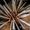 Sea Urchin, photo taken in Indonesia, Bali, Tulamben, Batu Niti Slope