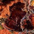 Leaf Scorpionfish (Taenianotus triacanthus), photo taken in Indonesia, Bali, Tulamben, Pantai Lahar