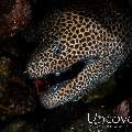 Honeycomb Moray (Gymnothorax favagineus), photo taken in Indonesia, Bali, Tulamben, Pantai Lahar