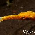 Shorttailed Pipefish (Trachyrhamphus bicoarctatus), photo taken in Indonesia, Bali, Tulamben, Pantai Lahar
