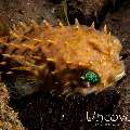 Porcupine Pufferfish (Diodon holocanthus), photo taken in Indonesia, Bali, Tulamben, Pantai Lahar